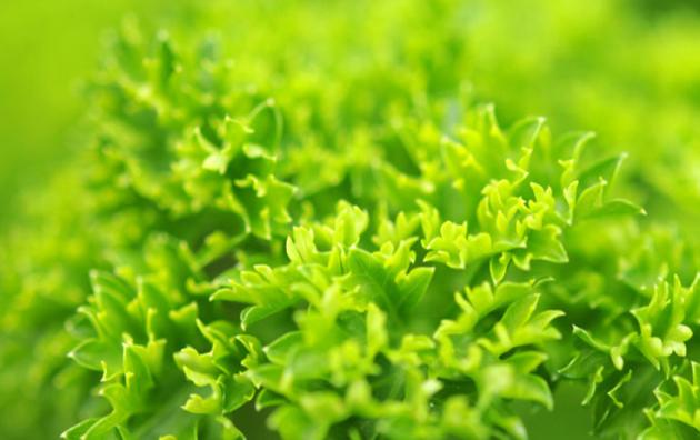 Grüner Salat 450g